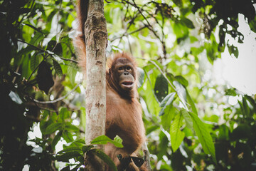 Orangutans in borneo deforestation