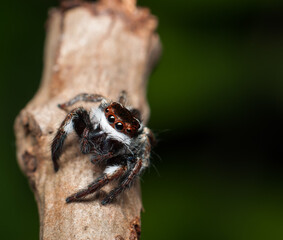 Cute and playful jumping spider. Ligurra Jumping Spider. Agile jumper with keen eyesight and proficient hunter