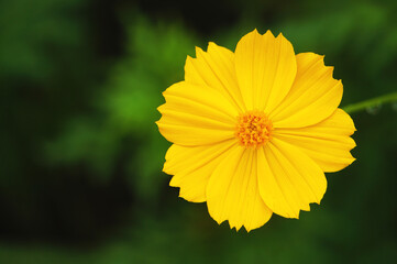 オオキンケイギク