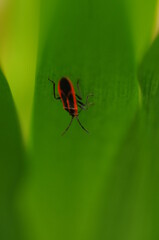 緑の葉っぱにくっついた赤い虫