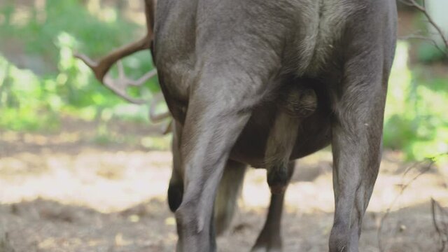 Male reindeer, rear view. A deer on the farm is used as a female inseminator.