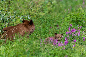 Bear family seen in summer time with cubs and female,  mom, momma. Taken in Yukon Territory, northern Canada. 