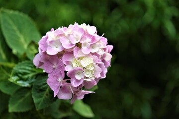 Brunfelsia, is a genus of flowering plants in the family Solanaceae, the nightshades. There are about 50 species described.