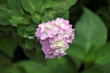 Brunfelsia, is a genus of flowering plants in the family Solanaceae, the nightshades. There are about 50 species described.