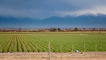 Fototapeta premium Rows of onion plants in a farm in Tupuntago, Mendoza, Argentina.