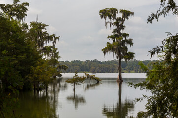 Beautiful reflection in the calm water of Lake Martin, Louisiana, USA