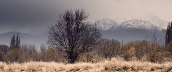 Lone tree against the snowy Andes Mountains in Tupungato, Mendoza, Argentina, in a a cold cloudy day.