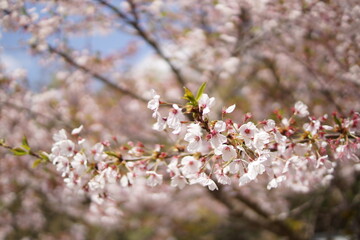 日本、能登半島に咲く桜