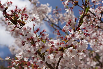 能登半島に咲く桜