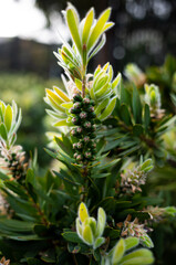 Bottlebrush flower