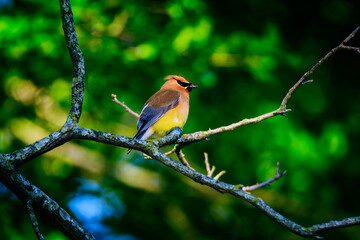 _DSC8260_HR-Cedar Waxwing