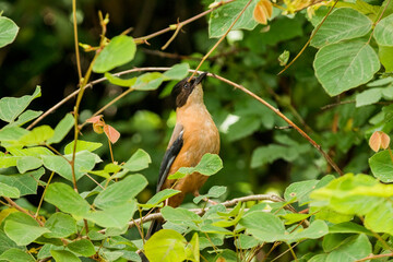 Rufous sibia sitting on a branch