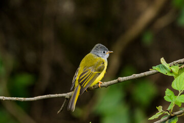 Obraz premium Various views of Canary Flycatcher 