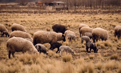 Sheep grazing in a dry grassland in Tupungato, Mendoza, Argentina.