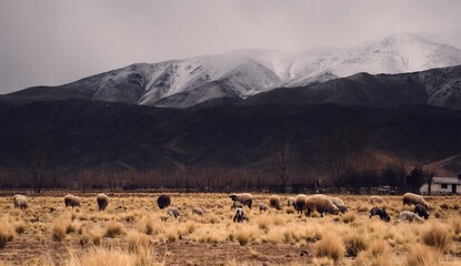 Sheep herd grazing by the snowy Andes mountains in Tupungato, Mendoza, Argentina, in a dark cloudy day.