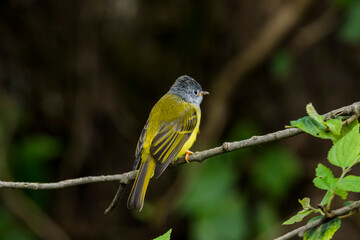 Various views of Canary Flycatcher 