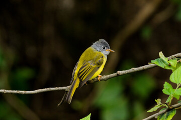 Various views of Canary Flycatcher 