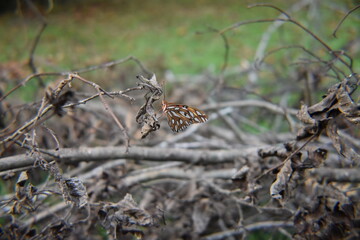 butterfly on the ground
