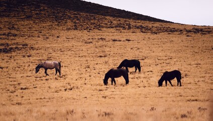 Horses grazing in a dry grassland in Valle de Uco, Mendoza, Argentina, in a dark cloudy day.
