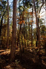 Fall Foliage-Caddo Lake State Park-5719