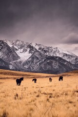 Horses galloping across a cold grassland by the snowy, craggy Andes mountains in Valle de Uco,...