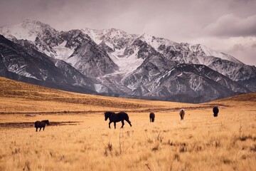 Horses galloping across a cold grassland by the snowy, craggy Andes mountains in Valle de Uco, Mendoza, Argentina.