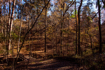 Hiking Path-Caddo Lake State Park-5744