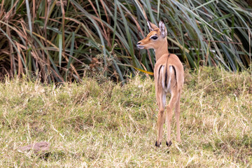 Impala Kitz Rückansicht mit Kopf in der Seitenansicht