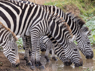 Fototapeta na wymiar Köpfe von trinkenden Zebras in der Seitenansicht im Nairobi Nationalpark