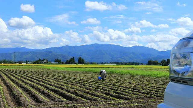 畑で農作業をしている男性　農業　農家　田舎の田園風景