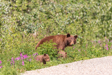 Large mother bear looking at camera with two small cubs beside her in summertime. 