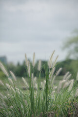 grass in the wind