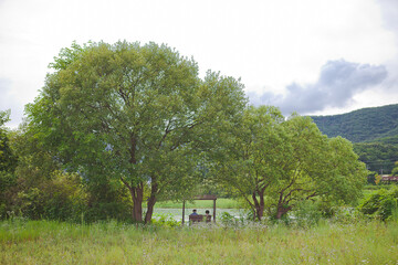 landscape with a tree