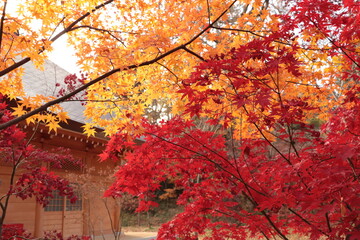 もみじと建物