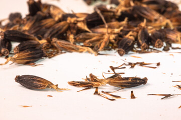 close up Gaysorn is inside of the kratom seeds in white background..The seeds had to be unwound to...