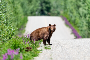 Brown mumma bear looking at camera along a isolated road in northern Canada during summer time. 