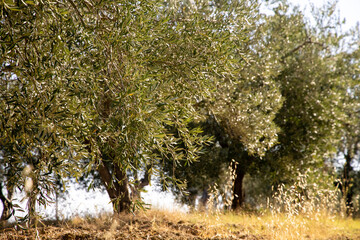 Beautiful summer landscape of Toscana, Italy with mediterranean plants, olive trees and field...