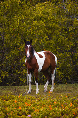 Cavalo na paisagem Vertical