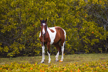 Cavalo na paisagem horizontal