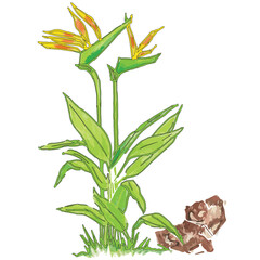 Bird of Paradise, Strelitzia reginae, Crane Flower Vector Illustration. They are also known as tropical flowers, and the leaves of Strelitzia called crane flower or birds of paradise.	
