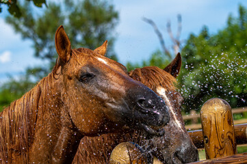 水浴びをする馬　シャワー　
