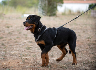 training of puppy rottweiler