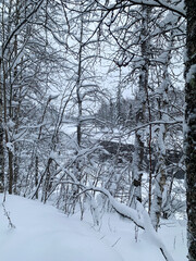 Through snow-covered branches of frozen fir forest opens wide ice-covered river