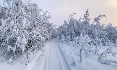 Snow-covered road across snowy frozen coniferous forest under Polar winter sun