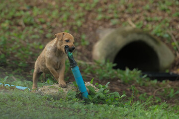 Playful puppy dog bite sprinkler is very happy time in the morning.