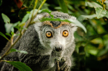 lemur