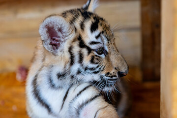 portrait of a little tiger cub. Year of the tiger. High quality photo