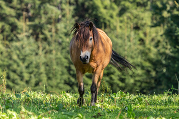 Portrait of a dartmoor pony on a meadow