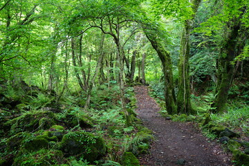 a refreshing spring forest with a path