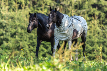 Portrait of horses on a pasture. One of the horses wearing a fly protection horse rug